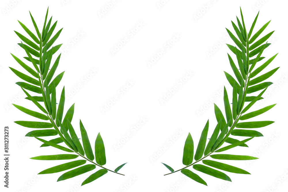 Fototapeta premium ฺBamboo leaves for background isolated on white background
