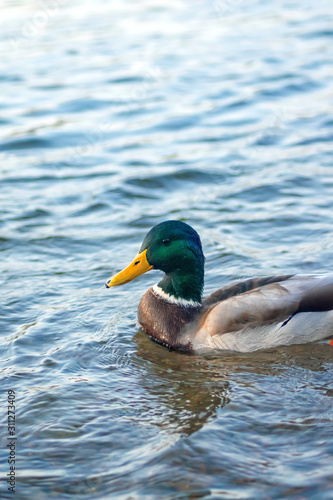 wild duck Drake swims in blue water