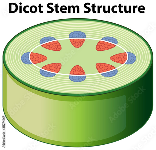 Diagram showing dicot stem structure