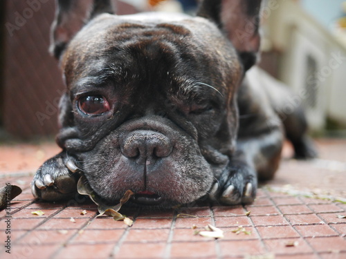 Sad dog crying, one-eyed blind black dog portrait