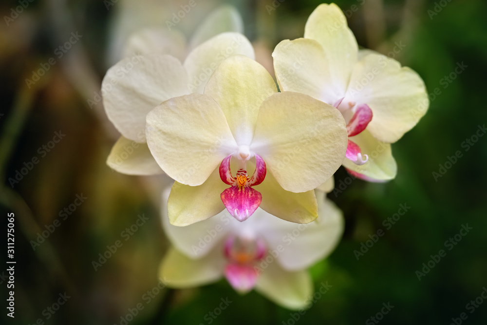 Obraz premium Close-up of a yellow and red orchid on an unfocused background