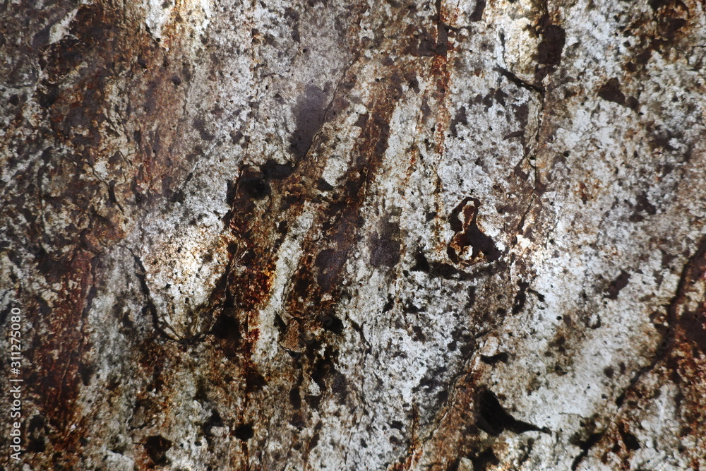 ants on tree ants on tree