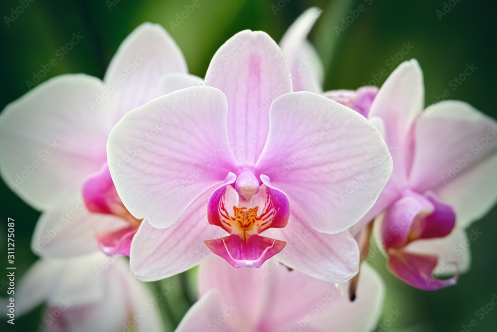 Macro - Pink orchid on an unfocused green background Macro - Pink orchid on an unfocused green background