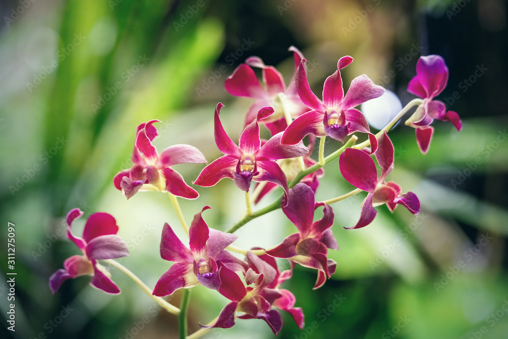 Obraz premium Several red orchids on a green background