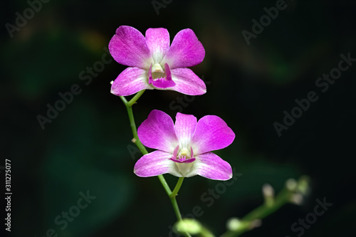 Close-up of two pink orchids on a dark background