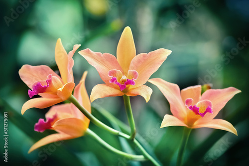Several orange orchids on an unfocused green background