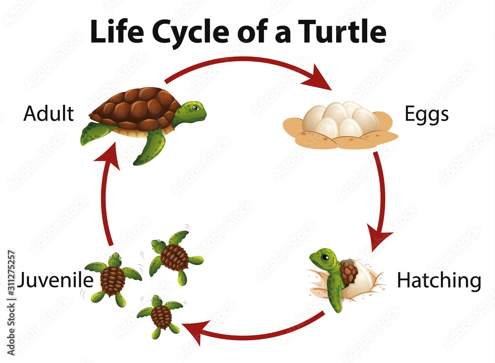 Diagram showing life cycle of sea turtle Stock Vector | Adobe Stock