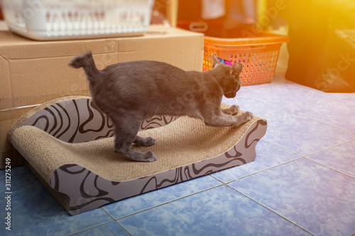 Gray Cat scratching nails on cardboard cat scratcher
