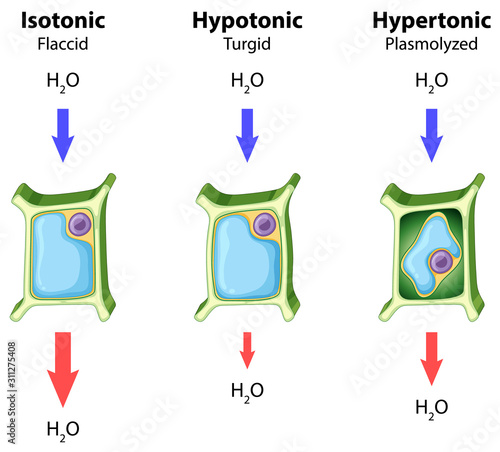 Diagram showing plant cell on the chart
