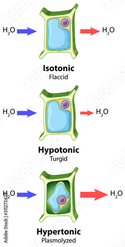 Diagram showing plant cell osmosis concept