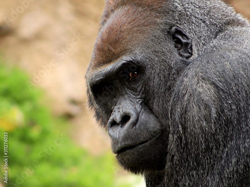  A strong lowland gorilla face with eyes looking at the photographer © Lilly