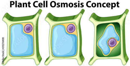 Diagram showing plant cell osmosis concept