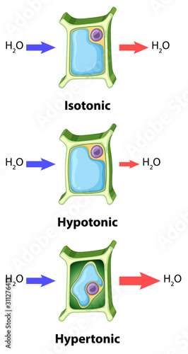 Diagram showing plant cell osmosis concept