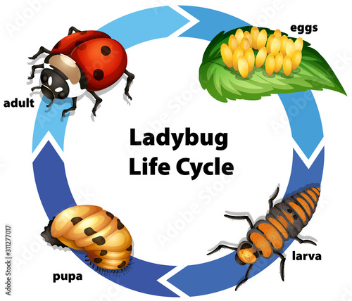 Diagram showing life cycle of ladybug