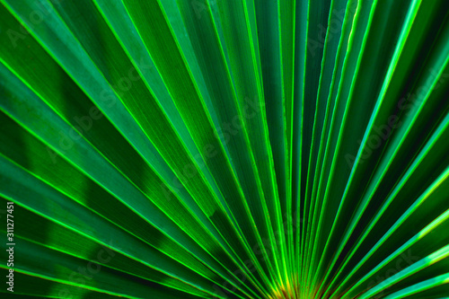 abstract palm leaf textures on dark blue tone, natural green background