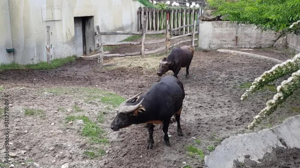 Male and female forest buffalos outdoors Male and female forest buffalos outdoors