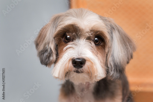 portrait of a small sad white dog with long ears with a new haircut on a gray-orange background