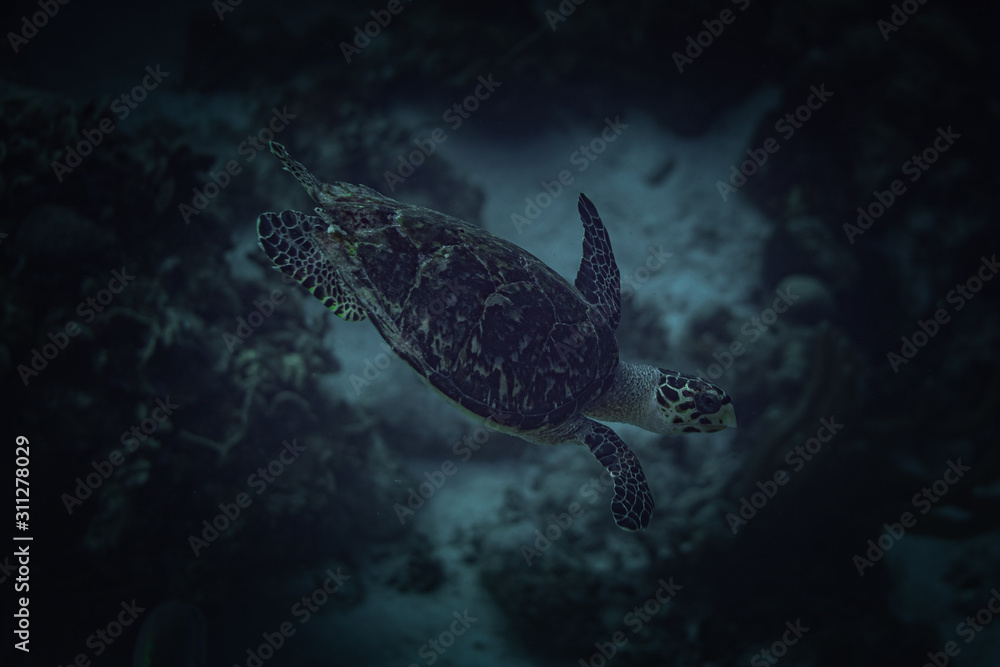 Obraz premium Tauchen Bonaire