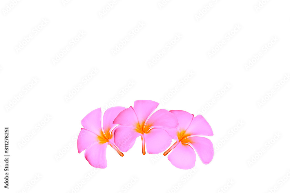 Obraz premium plumeria flowers isolated on white background