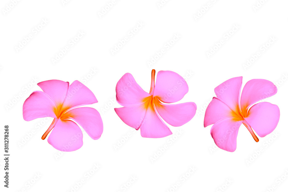 Obraz premium plumeria flowers isolated on white background