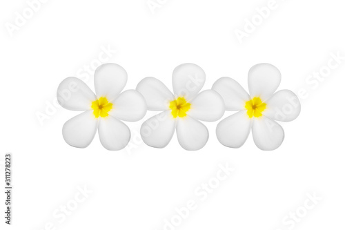 Frangipani flowers isolated on white background. © blove