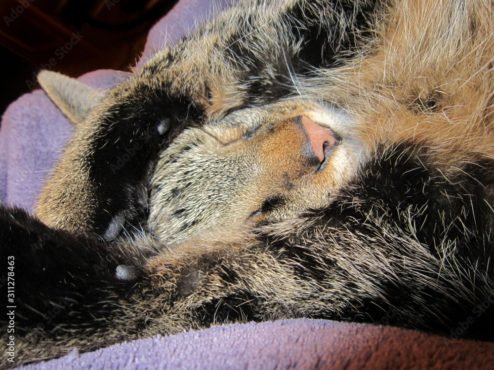 kleine katze schläft und hält pfoten vor die augen kleine katze schläft und hält pfoten vor die augen