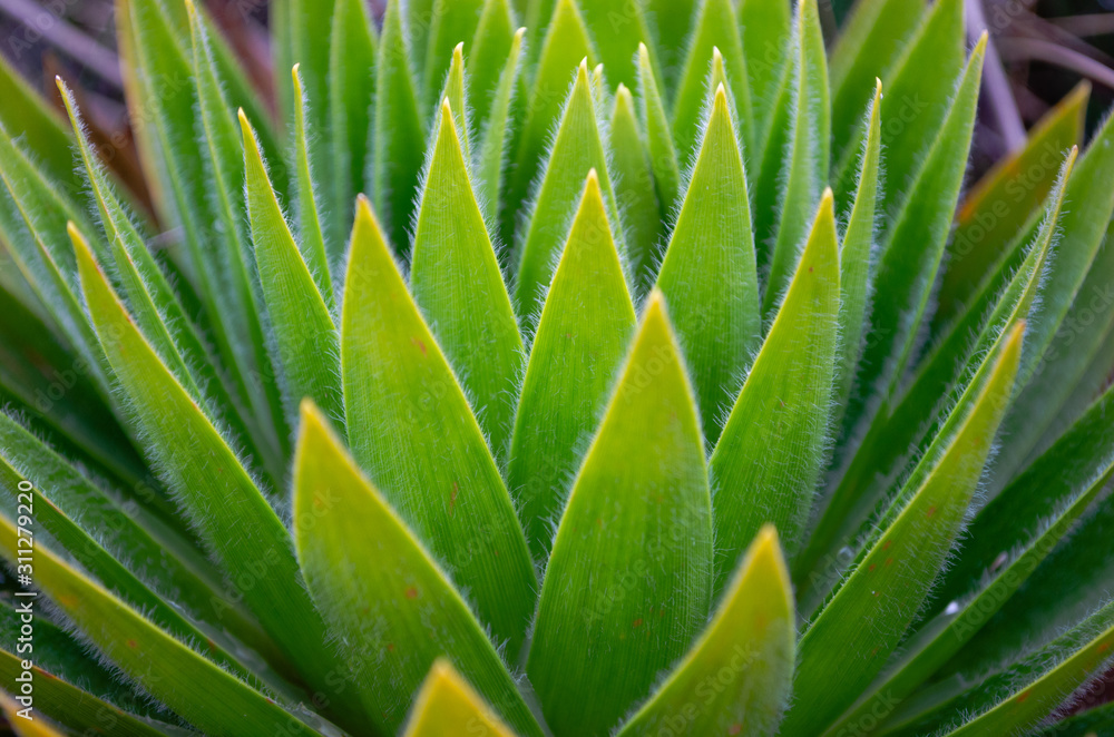 Closeup of green plant Closeup of green plant