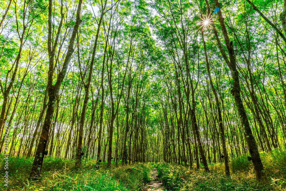 Para rubber tree, Latex rubber plantation and tree rubber Para rubber tree, Latex rubber plantation and tree rubber