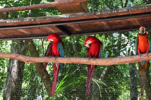 macaw