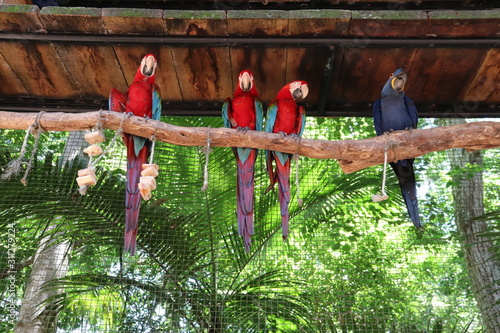 macaw