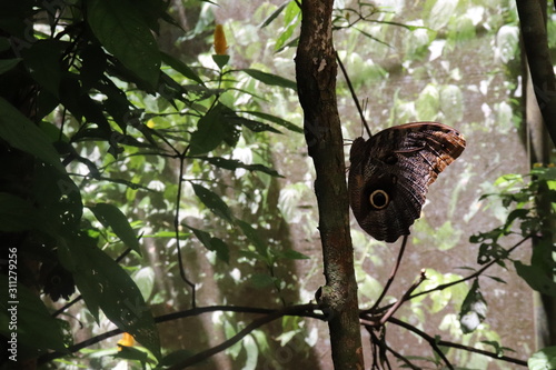 butterfly