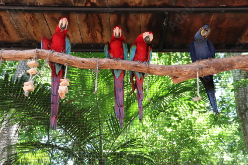 macaw