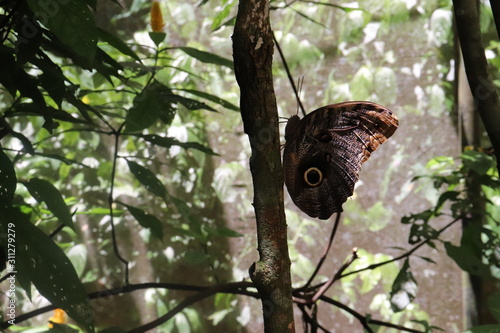 butterfly