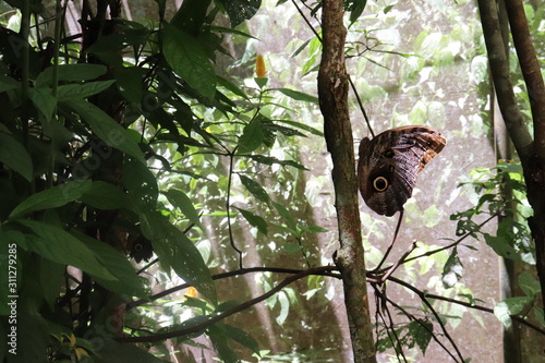 butterfly