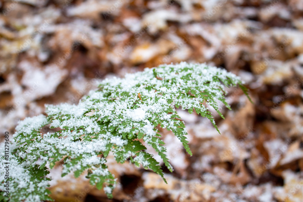 Fototapeta premium Snow-covered Fern