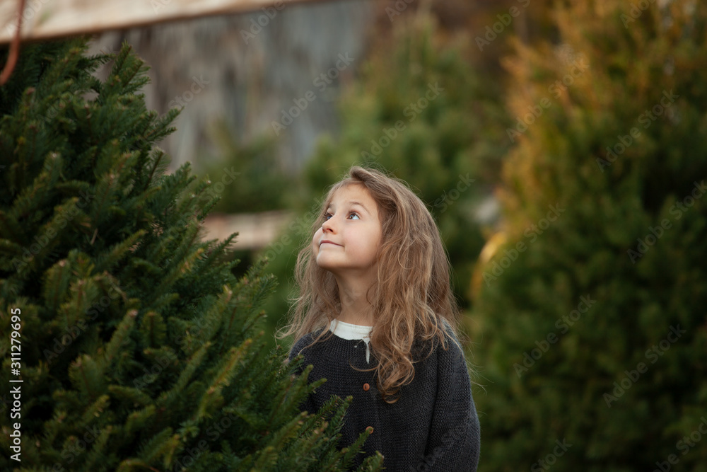 Picking Out The Christmas Tree Picking Out The Christmas Tree