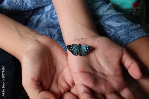 butterfly on a hand