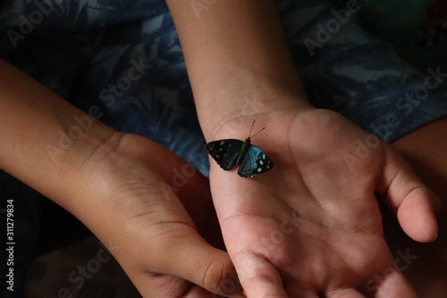butterfly on a hand