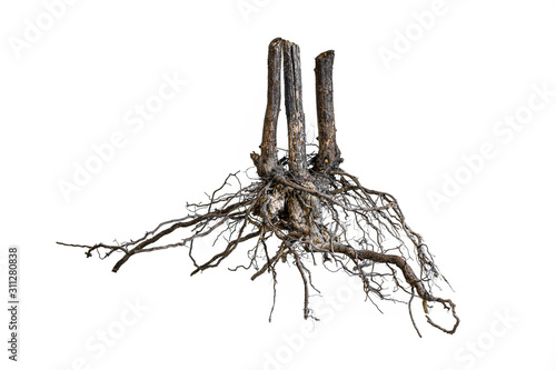Root . Tree root. Tree stump. Roots of tree isolated on white background.