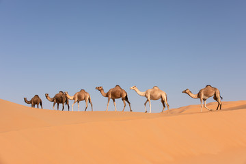Fotobehang Abu Dhabi Kamelen in woestijn Abu Dhabi  © Kertu