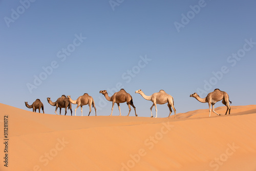 Fotobehang A group of dromedary camels crossing a dune in the Empty Quarters desert