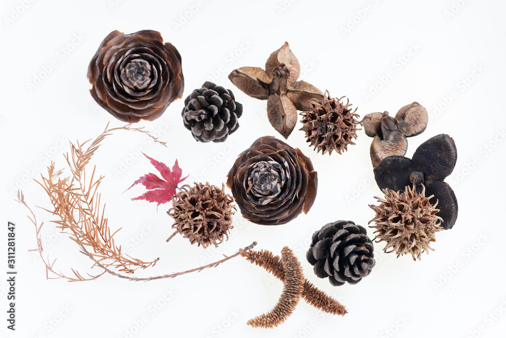 Fototapeta premium 森で拾った松ぼっくりや木の実や葉っぱの集合