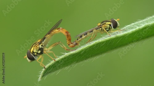 Love. Two Hoverfly, Simosyrphus Grandicornis. Courtship rituals of insects and Mating. View Macro insect in wildlife photo