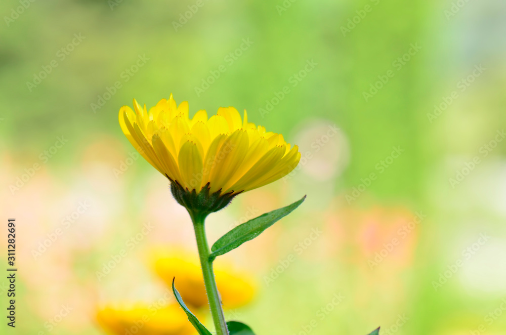 Yellow flowers in the garden, blurry background Yellow flowers in the garden, blurry background