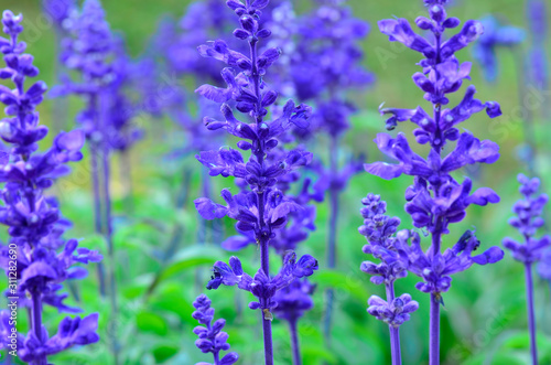 Purple flowers in the garden  blurry background
