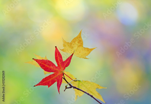Beautiful maple leaves in the park in autumn