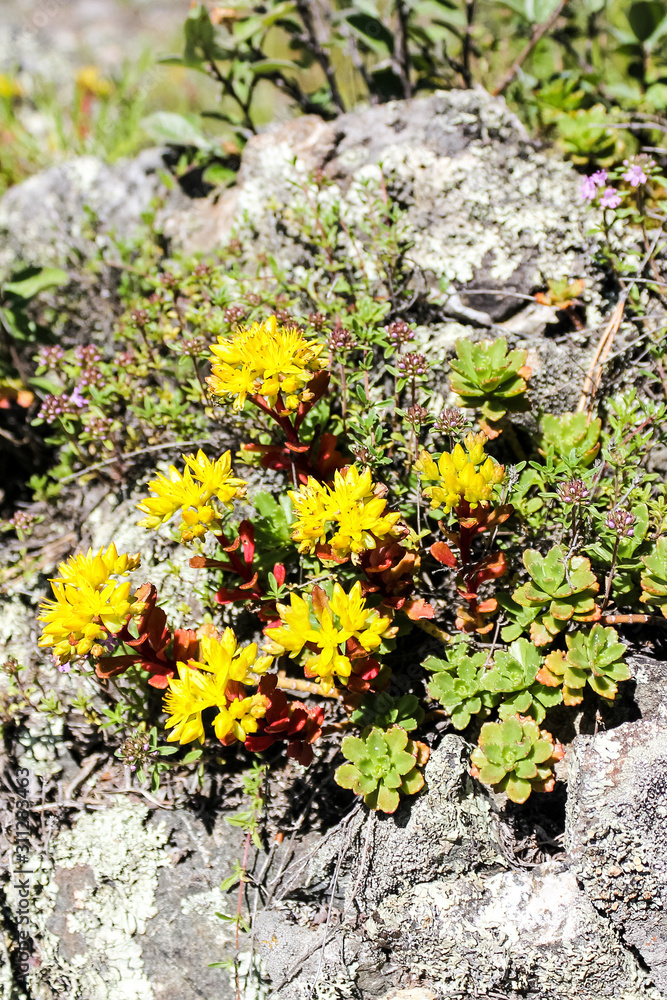 Obraz premium very beautiful bright flowers domestic and wild 