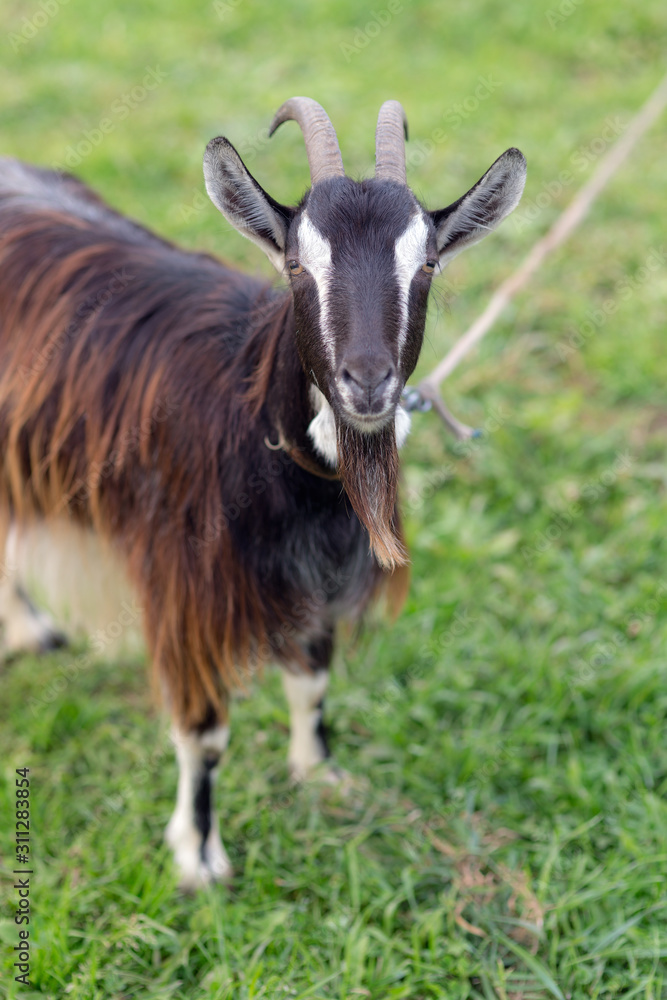 goat on green grass goat on green grass