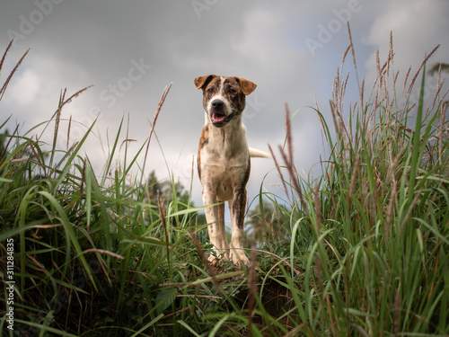 Happy asian dog in green grass field. Dramatic sky.