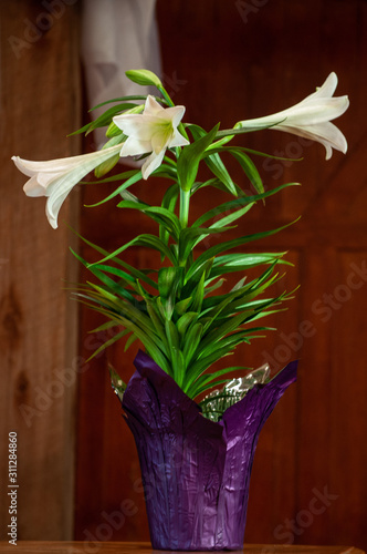 A bouquet of Easter lily sit during the church service on display for all the see. Photo taken in a portrait, vertical orientation.  photo